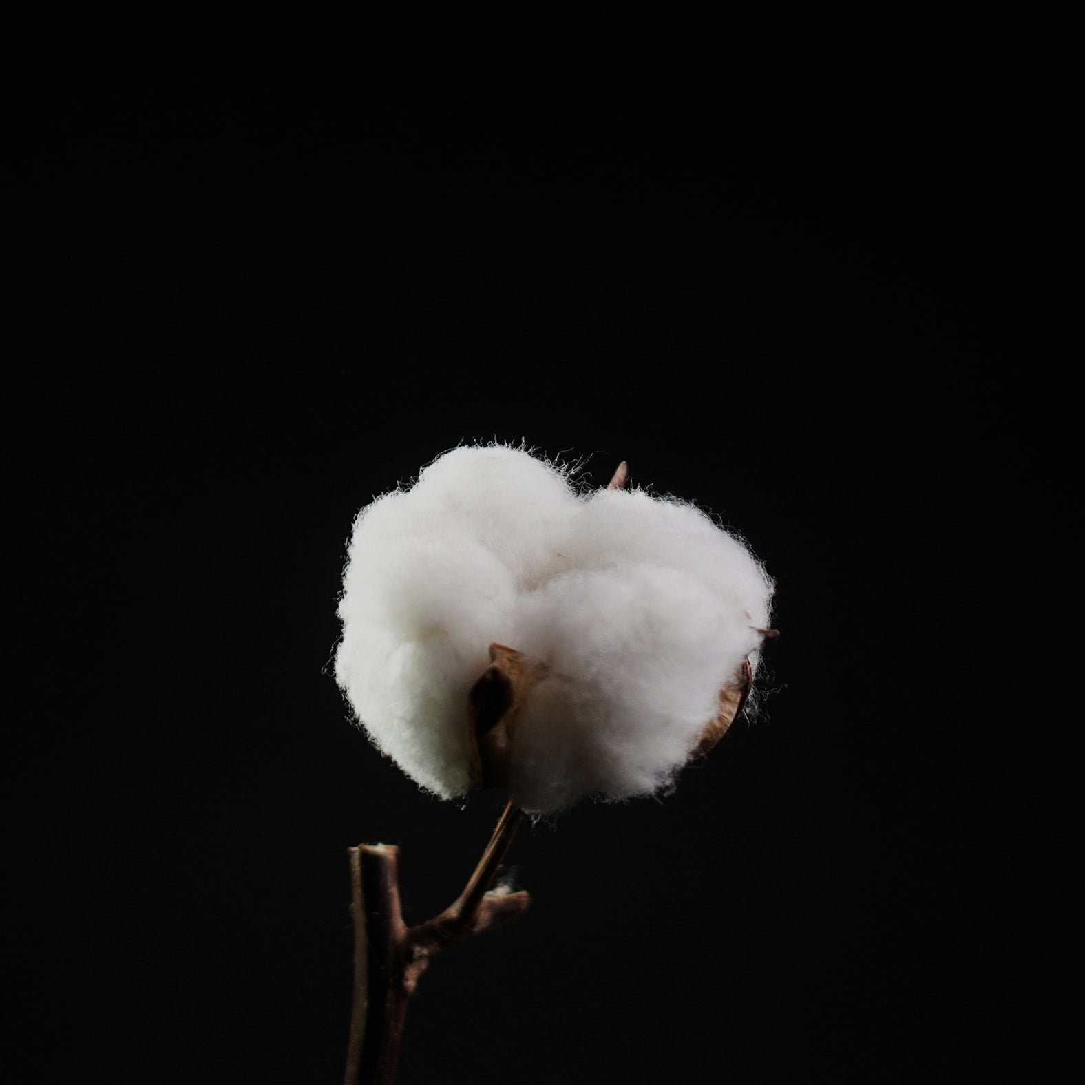 World-class organic cotton